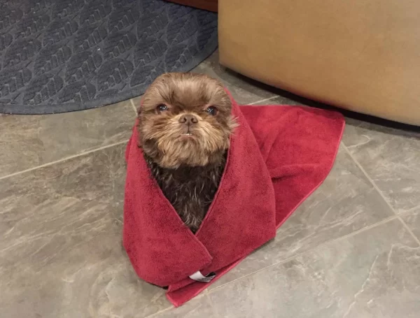 Dog Towel